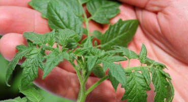 Pěstování rajčat chloubou svátku